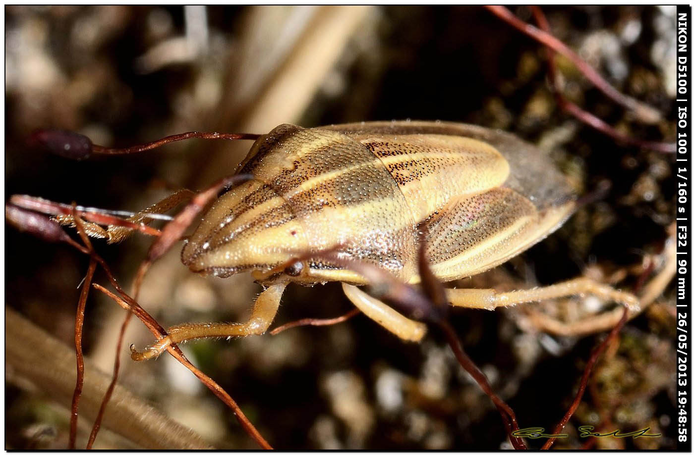 Pentatomidae, Aelia acuminata